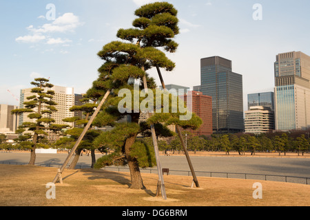 Trimmed trees, looking like giant bonsai, stand outside the Imperial Palace, Tokyo. Stock Photo