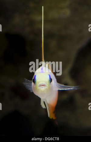 fire dartfish, nemateleotris magnifica Stock Photo