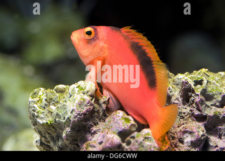 flame hawkfish, neocirrhites armatus Stock Photo