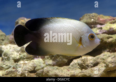 pearlscale angelfish, centropyge vroliki Stock Photo