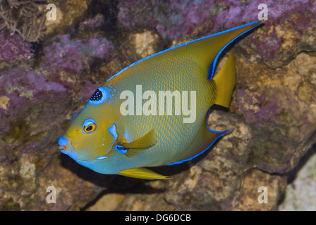 queen angelfish, holacanthus ciliaris Stock Photo