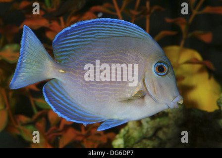 blue tang surgeonfish, acanthurus coeruleus Stock Photo