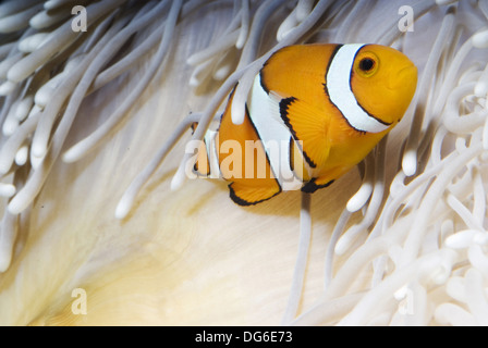 ocellaris clownfish at sebae anemone, amphiprion ocellaris, heteractis crispa Stock Photo
