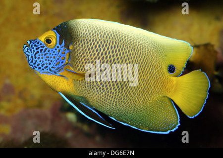 yellowface angelfish, pomacanthus xanthometopon Stock Photo