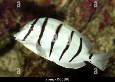 manini, convict surgeonfish, acanthurus triostegus Stock Photo