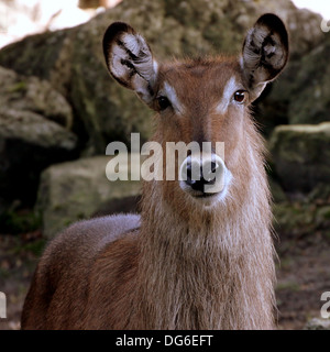 Female defassa waterbuck (Kobus ellipsiprymnus defassa) close-up portrait Stock Photo