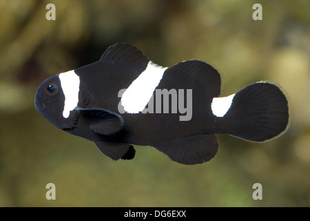 ocellaris clownfish (black version), amphiprion ocellaris Stock Photo