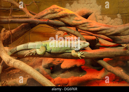 Captive Green Iguana resting on branch in Zoo, Isle of Wight, Hampshire, England Stock Photo