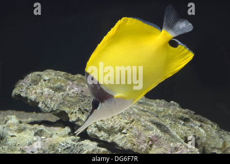 yellow longnose butterflyfish, forcipiger flavissimus Stock Photo