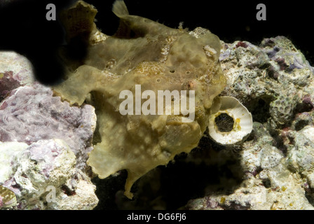warty frogfish, antennarius maculatus Stock Photo