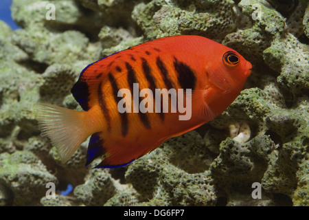 flame angelfish, centropyge loricula Stock Photo