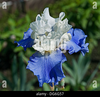 white and blue iris flower Stock Photo