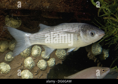 thicklip grey mullet, chelon labrosus Stock Photo