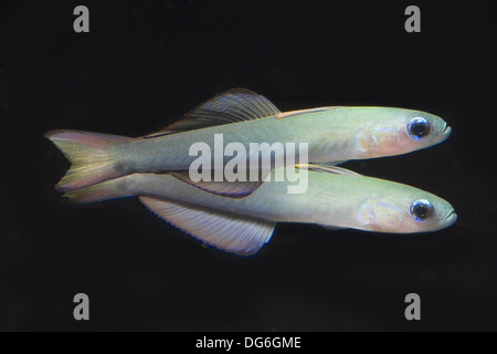 blackfin dartfish, ptereleotris evides Stock Photo