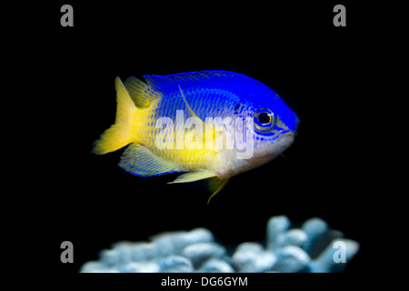 neon damselfish, pomacentrus coelestis Stock Photo
