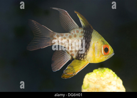 pajama cardinalfish, sphaeramia nematoptera Stock Photo