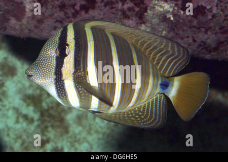 sailfin tang, zebrasoma veliferum Stock Photo