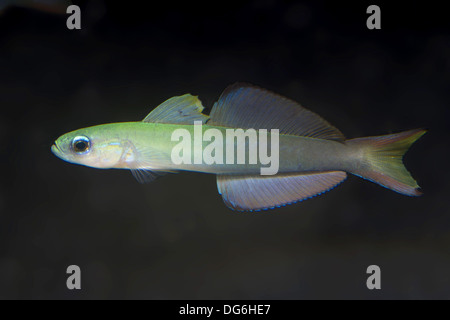 blackfin dartfish, ptereleotris evides Stock Photo