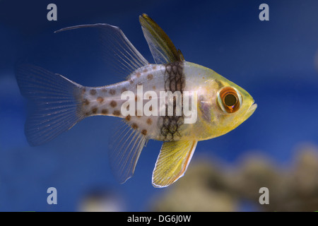 pajama cardinalfish, sphaeramia nematoptera Stock Photo