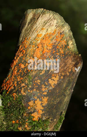 Common Jelly Spot Fungi Dacrymyces stillatus Stock Photo