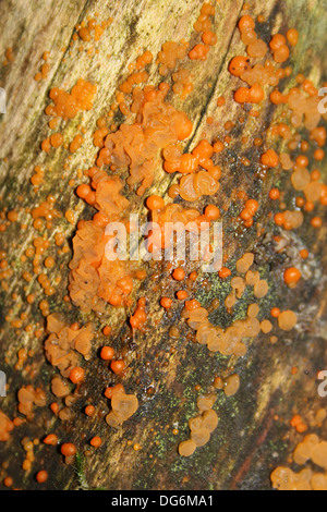 Common Jelly Spot Fungi Dacrymyces stillatus Stock Photo