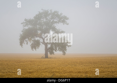 A lone tree in the fog with a ripe grain field near Linton, North Dakota, USA. Stock Photo