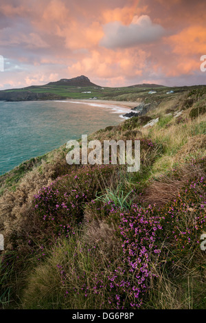 Whitesands Bay near St.Davids in Pembrokeshire on a wet and windy autumnal afternoon, heather in full bloom along the cliffs Stock Photo