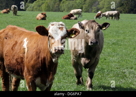Inquisitive cows in a field look at camera Stock Photo