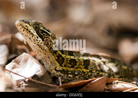 Basilisk Lizard - Wakodahatchee Wetlands - Delray Beach, Florida USA Stock Photo