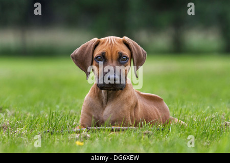 Rhodesian Ridgeback / African Lion Hound (Canis lupus familiaris) pup lying on lawn in garden Stock Photo