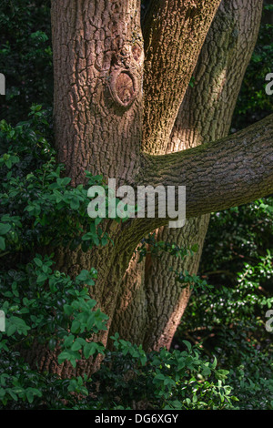 Trunk and foliage of European box / boxwood (Buxus sempervirens) in forest Stock Photo