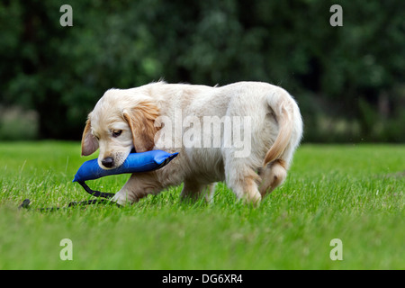 Golden Retriever dog plays cup game, gets bamboozled. Watch to know how