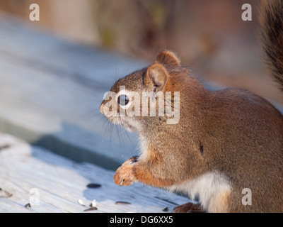 A big personality, super cute, American red squirrel (Tamiasciurus hudsonicus) feeds on sunflower seeds near Saskatoon, Canada. Stock Photo