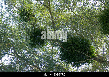 European mistletoe, Viscum album, a hemi-parasite growing in a willow tree on the banks of the River Dordogne, Gironde, France Stock Photo