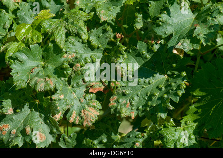 Grapevine blister mite, Eriophyes vitis, damage blisters on the upper surface of vine leaves in France Stock Photo