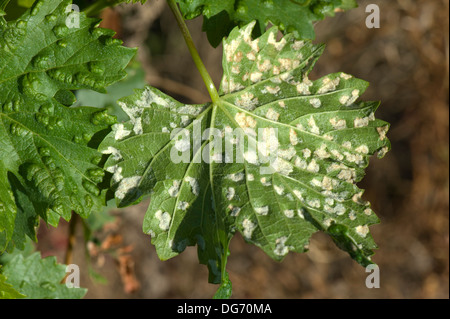 Grapevine blister mite, Eriophyes vitis, white damage blisters on the lower surface of vine leaves in France Stock Photo