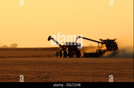 A Case IH combine harvests soybeans Stock Photo