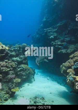 White tip reef shark lurks in coral to catch unsuspecting victims in Great Barrier Reef Marine Park Australia Stock Photo