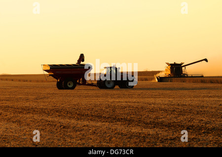 A Case IH combine harvests soybeans Stock Photo