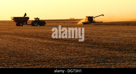 A Case IH combine harvests soybeans Stock Photo