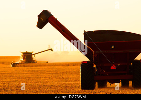 A Case IH combine harvests soybeans Stock Photo