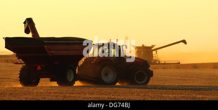 A Case IH combine harvests soybeans Stock Photo