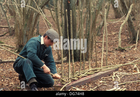 young hurdlemaker making a wattle hurdle fence in hazel copse, England Stock Photo