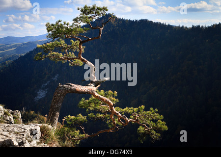 Twisted branches of alone pine on a top of Sokolica cliff above gorge of Dunajec river. Pieniny mountains, southern Poland. Stock Photo