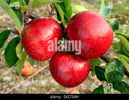 Apple 'Ellison's Orange', malus domestica, apples variety varieties growing on tree Stock Photo