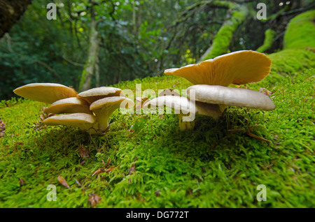 mushroom/fungus growing on tree new forest Stock Photo