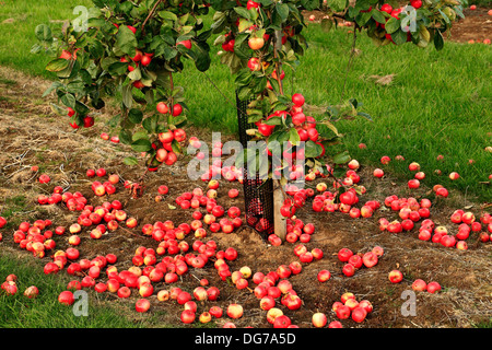 Fallen Apples on the ground, 'Red Miller's Seedling', malus domestica, apples variety varieties growing on tree Norfolk England Stock Photo