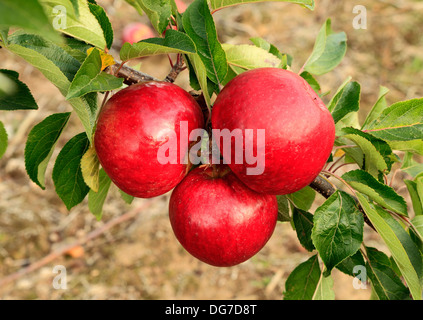 Apple 'Ellison's Orange', malus domestica apples variety varieties growing on tree Norfolk England UK Stock Photo