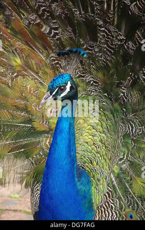 Proud Peacock plumage, vertical format tightly cropped image of Peacock with tail feathers displayed Stock Photo