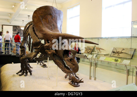 The fossilized bones of a Triceratops on display at the American Museum of Natural History in New York City. Stock Photo